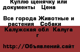 Куплю щенячку или документы › Цена ­ 3 000 - Все города Животные и растения » Собаки   . Калужская обл.,Калуга г.